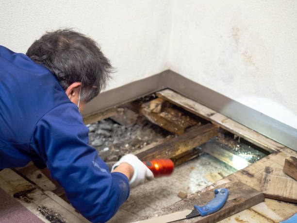 Best Mold Testing  in Cullowhee, NC