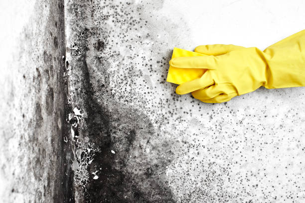 Best Same-Day Mold Removal  in Cullowhee, NC