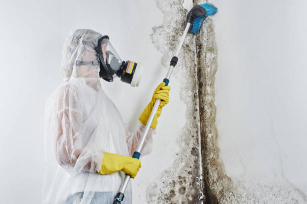 Best Home Mold Removal  in Cullowhee, NC