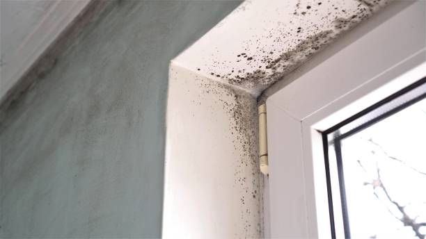 Best Mold Testing  in Cullowhee, NC
