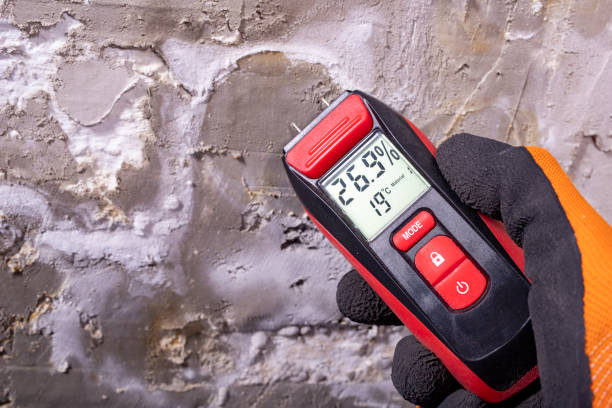 Best Local Mold Removal Service  in Cullowhee, NC