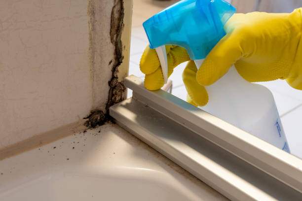 Best Mold Testing  in Cullowhee, NC