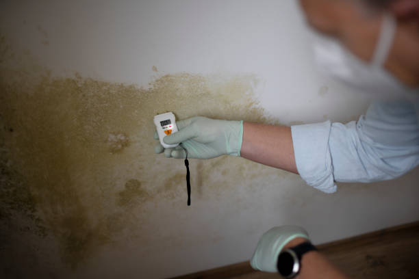 Best Emergency Mold Removal  in Cullowhee, NC