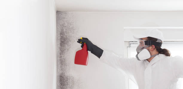 Best Black Mold Removal  in Cullowhee, NC