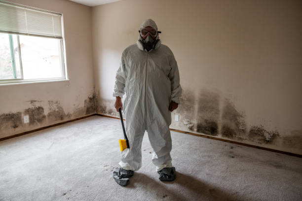 Certified Mold Removal in Cullowhee, NC