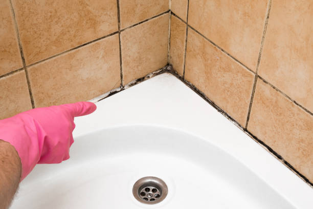 Best Mold Cleaning Services  in Cullowhee, NC